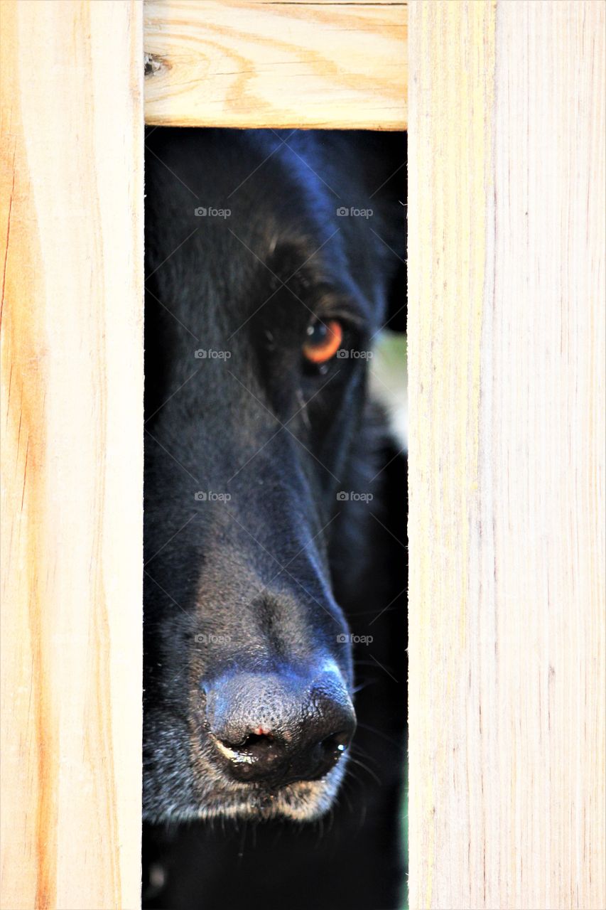 dog trapped behind a fence animal cruelty brown eyes