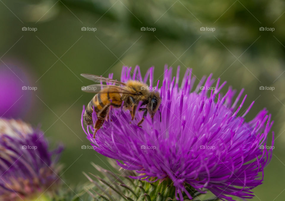 Bee pollinating cactus flower