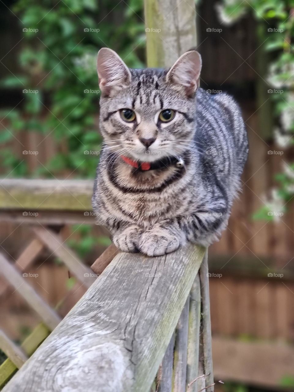 Cute Cat