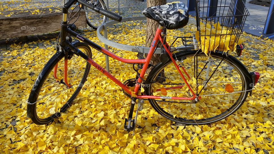 a bicycle on the yellow leaves in Munich.