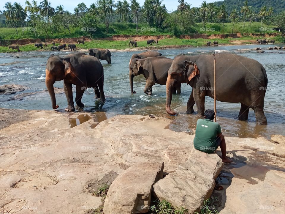sri lanka elephants