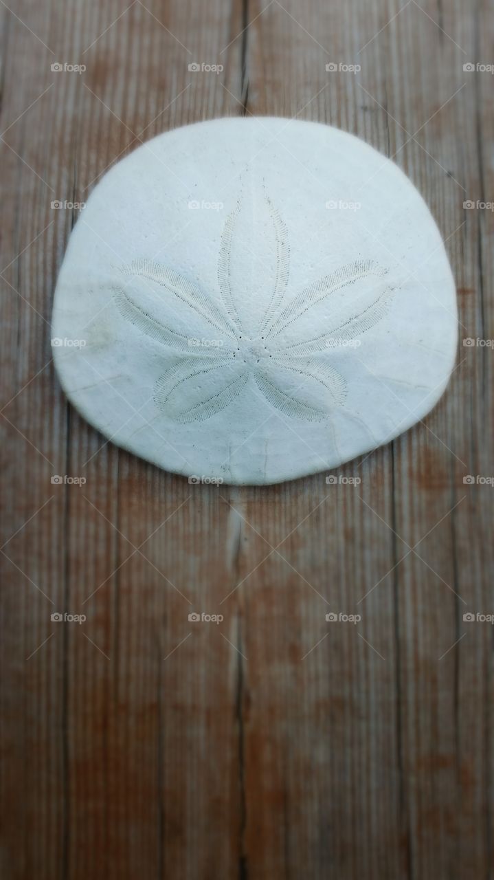 Sand Dollar on faded wood.