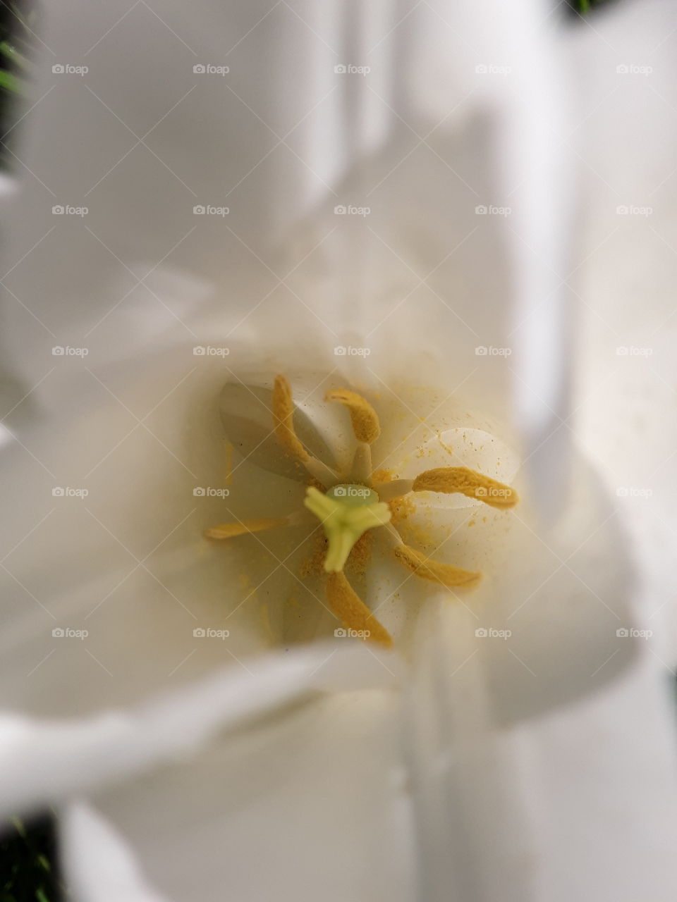 inside flower