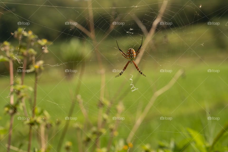 spiders nesting on the edge of a field
