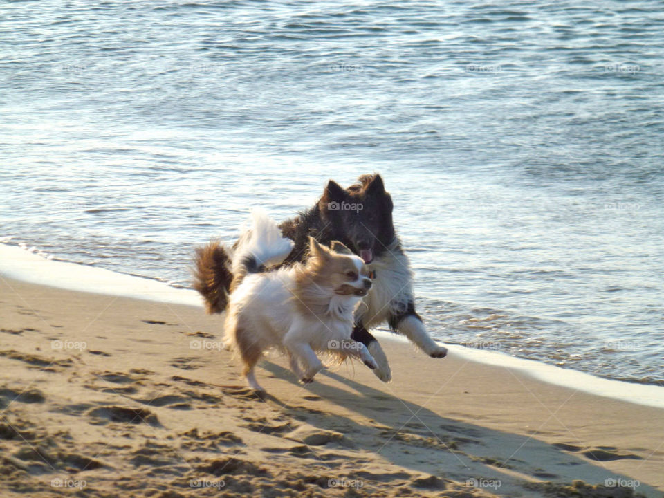 beach ocean fun dogs by sheltielover