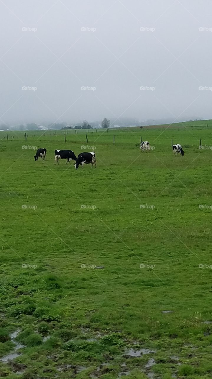 Amish cows