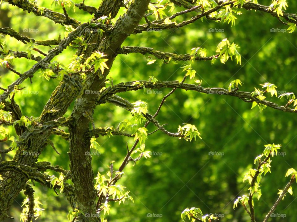 gorgeous green