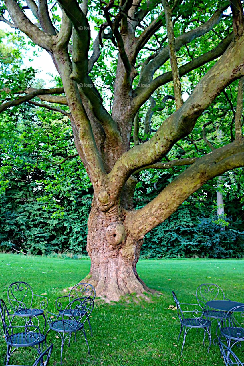 Heavy tree trunk! 