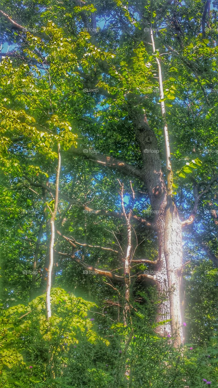 Blue Sky & Green Trees