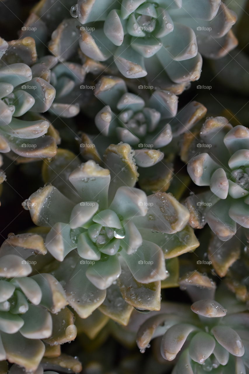 Water droplets on Succulent flower 