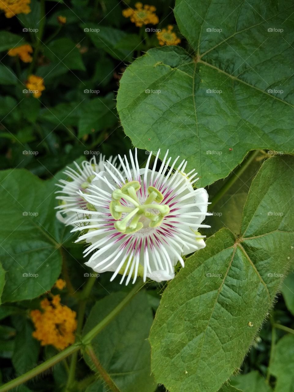 flower garden in nature