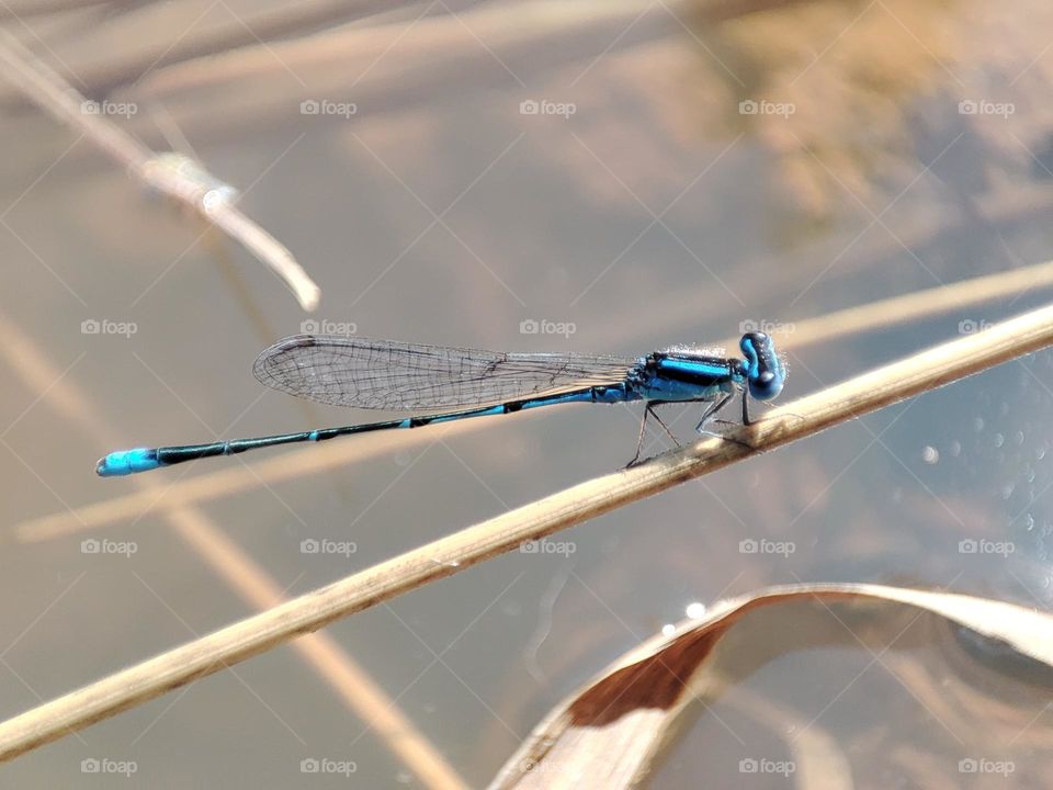 Blue Dragonfly on the river