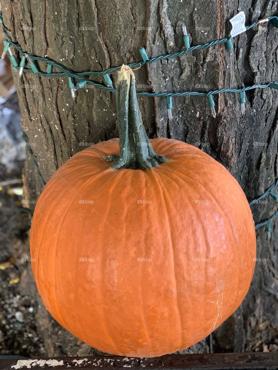 Single big pumpkins, orange, leaning on the trunk with lights outside the store. Fall color, natural.