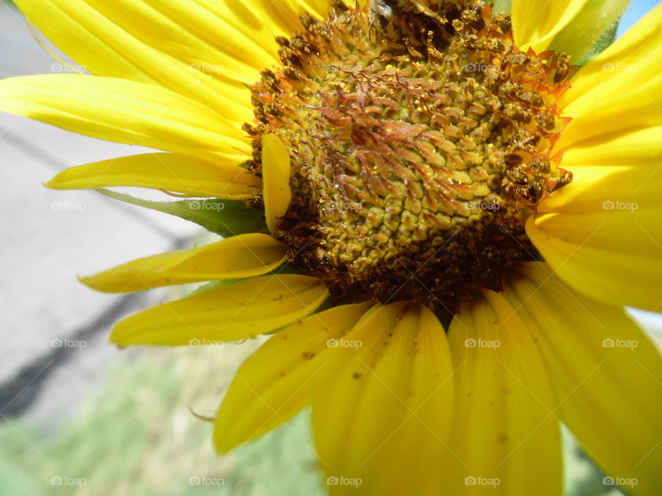 Texas sunflower 🌻. This is a picture of a Bumble bee pollinating the sunflower 🌻. 👣 🚶 🏃 🔥 💨
