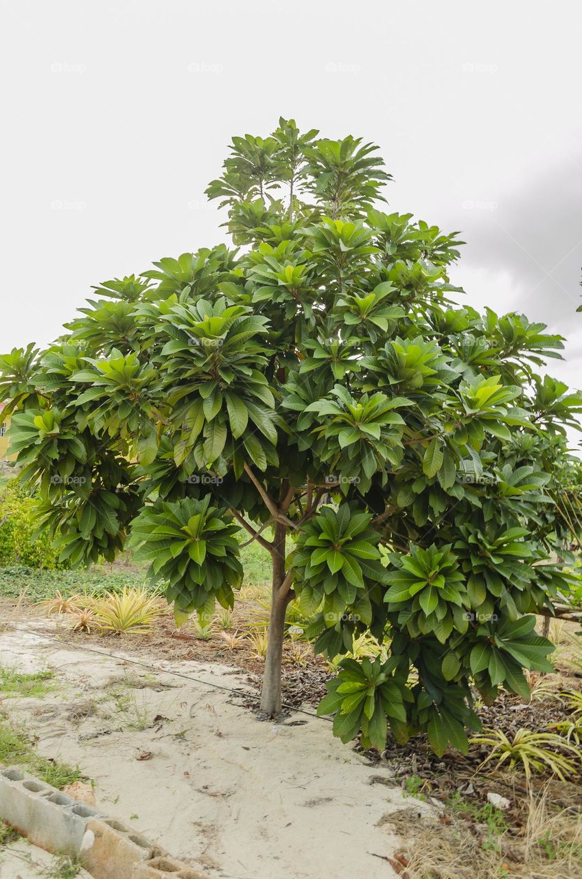 Mamey Sapote Tree