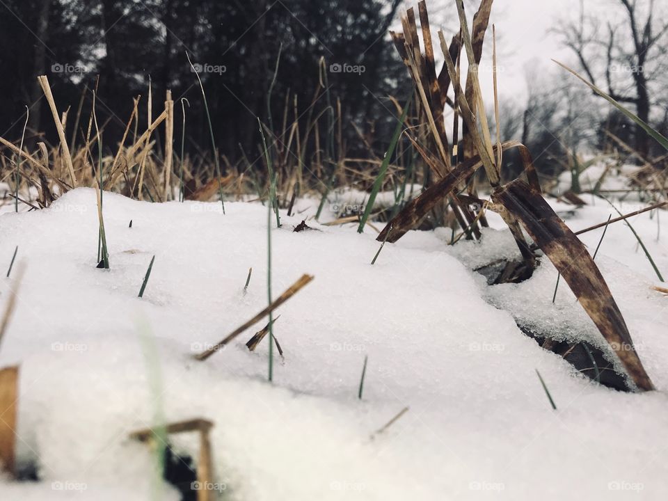 Snow covered ground