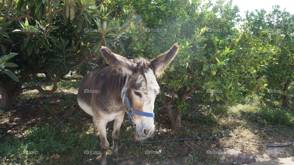 Donkey#animal#trees#nature#cute#garden