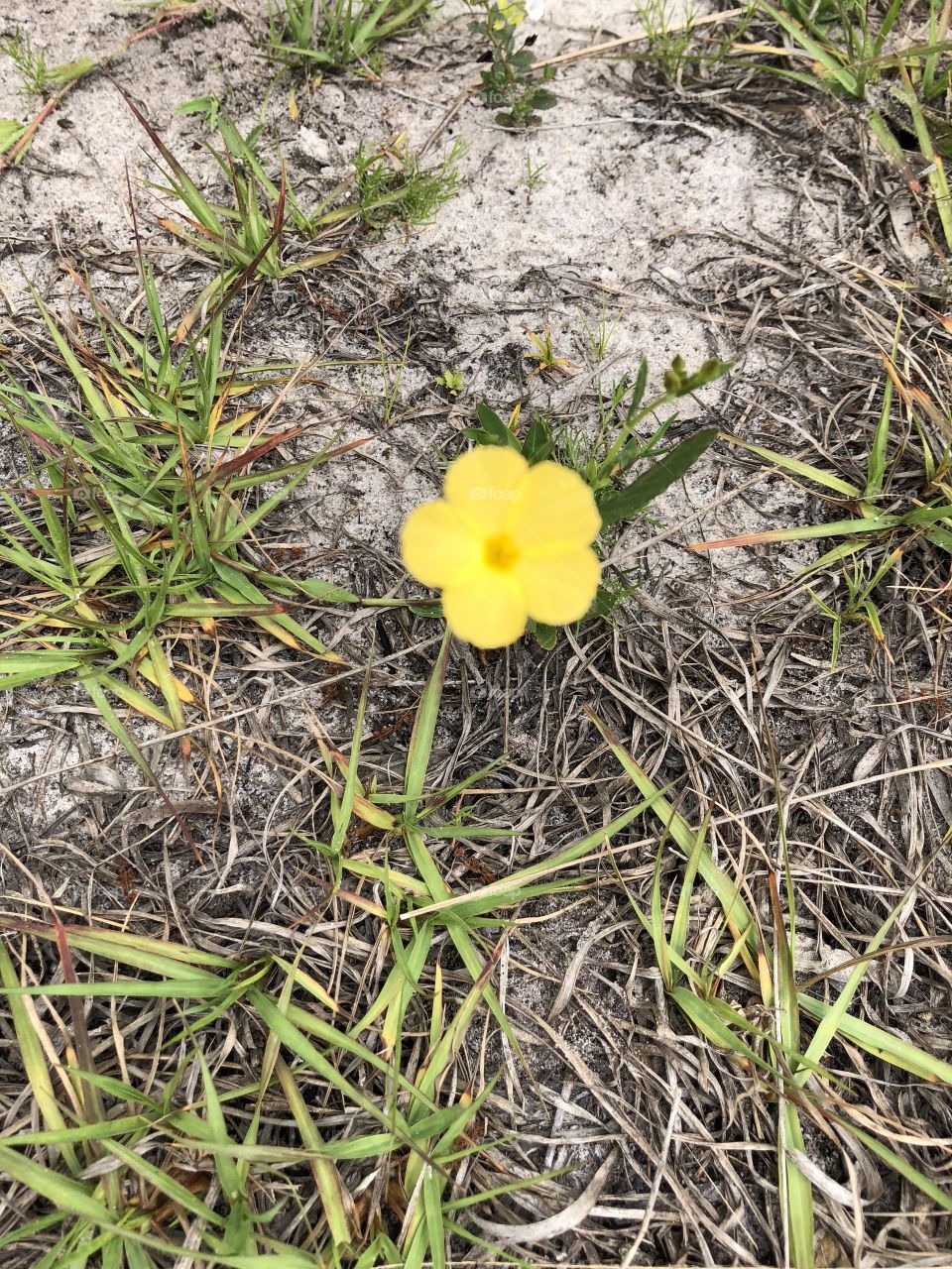 Yellow wildflower 