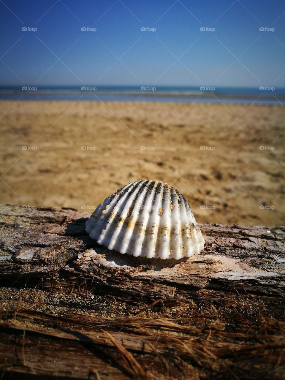 Scallop seashell on sand at beach
