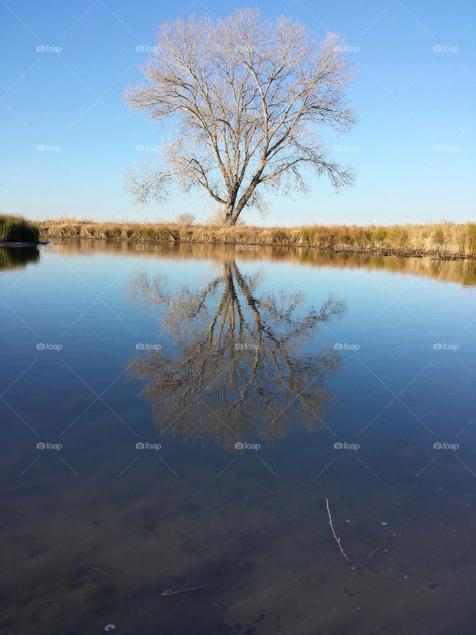 tree reflection