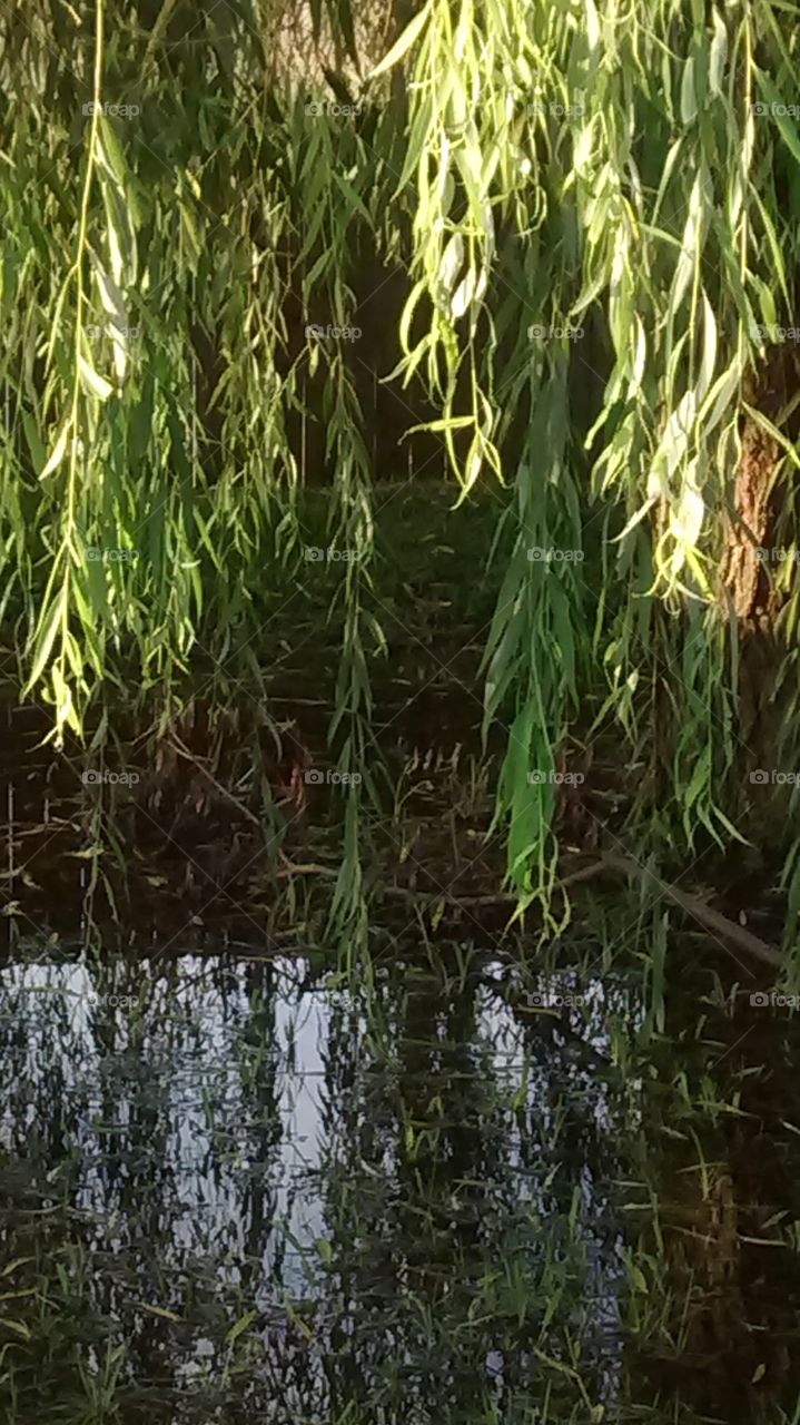 Willow Hanging in Water