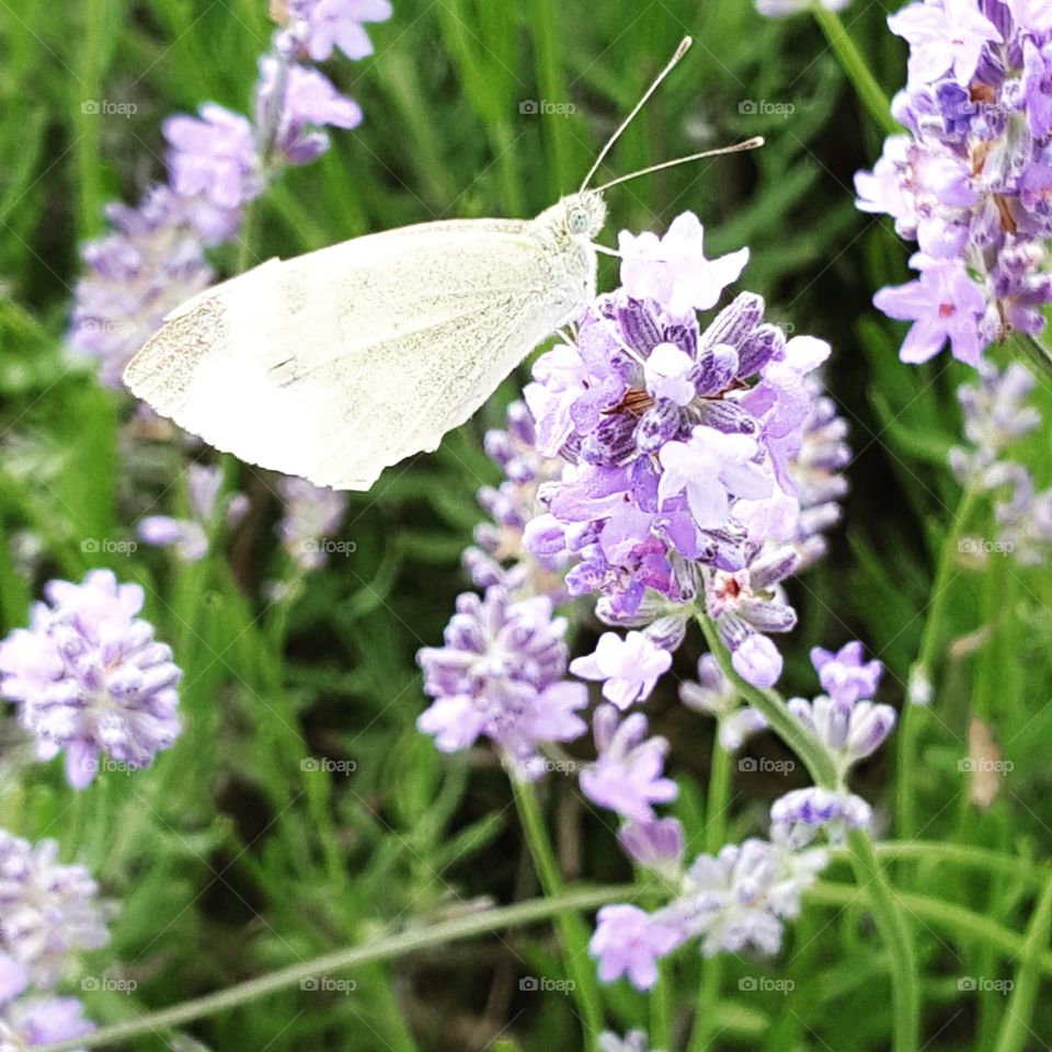 Beautiful Butterfly