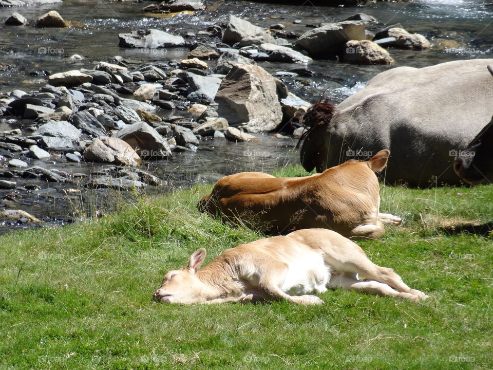 Nature, Animal, Water, Grass, Mammal