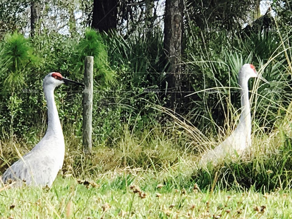 Sand hill cranes in south Florida 