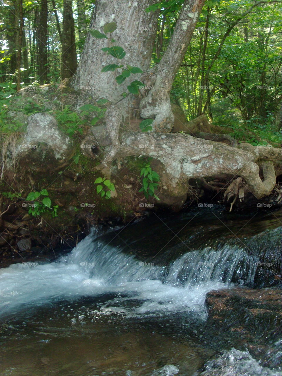 Water, No Person, Waterfall, Nature, Wood