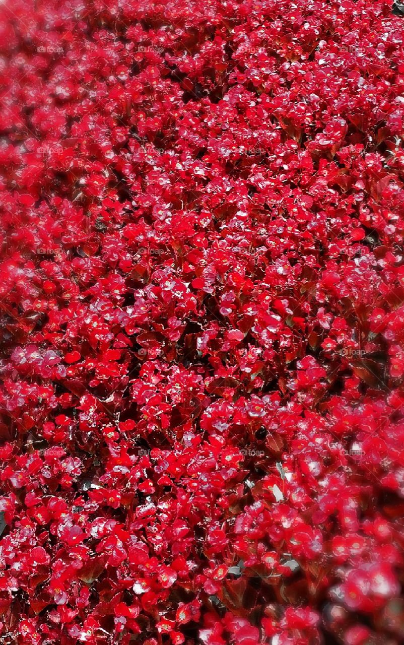 Red flowers carpet