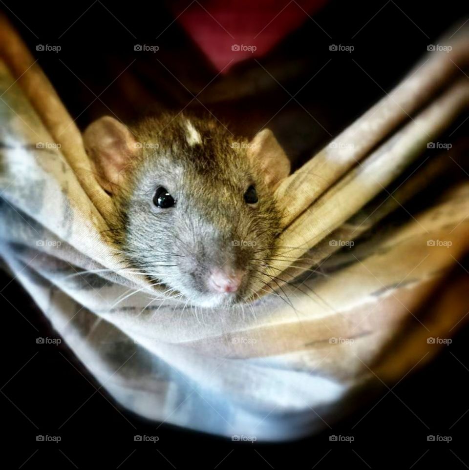 Dumbo rat in hammock