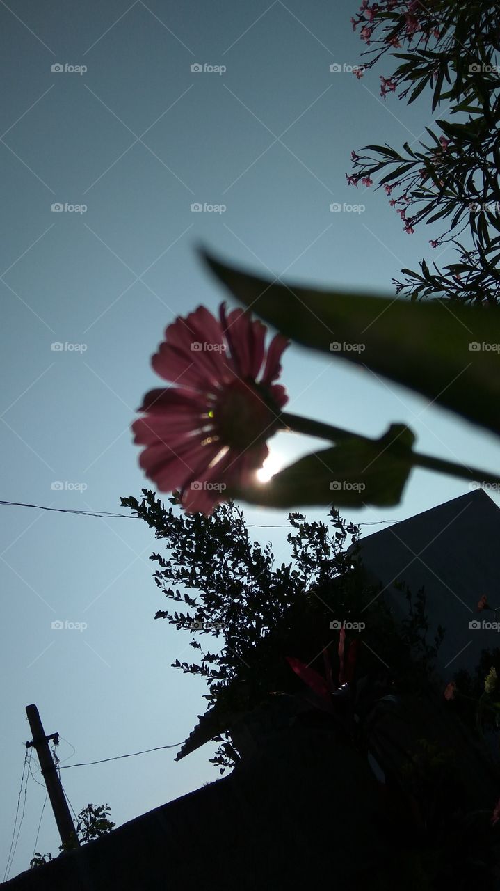 the sun on reflect on red flower with sky look very nicely