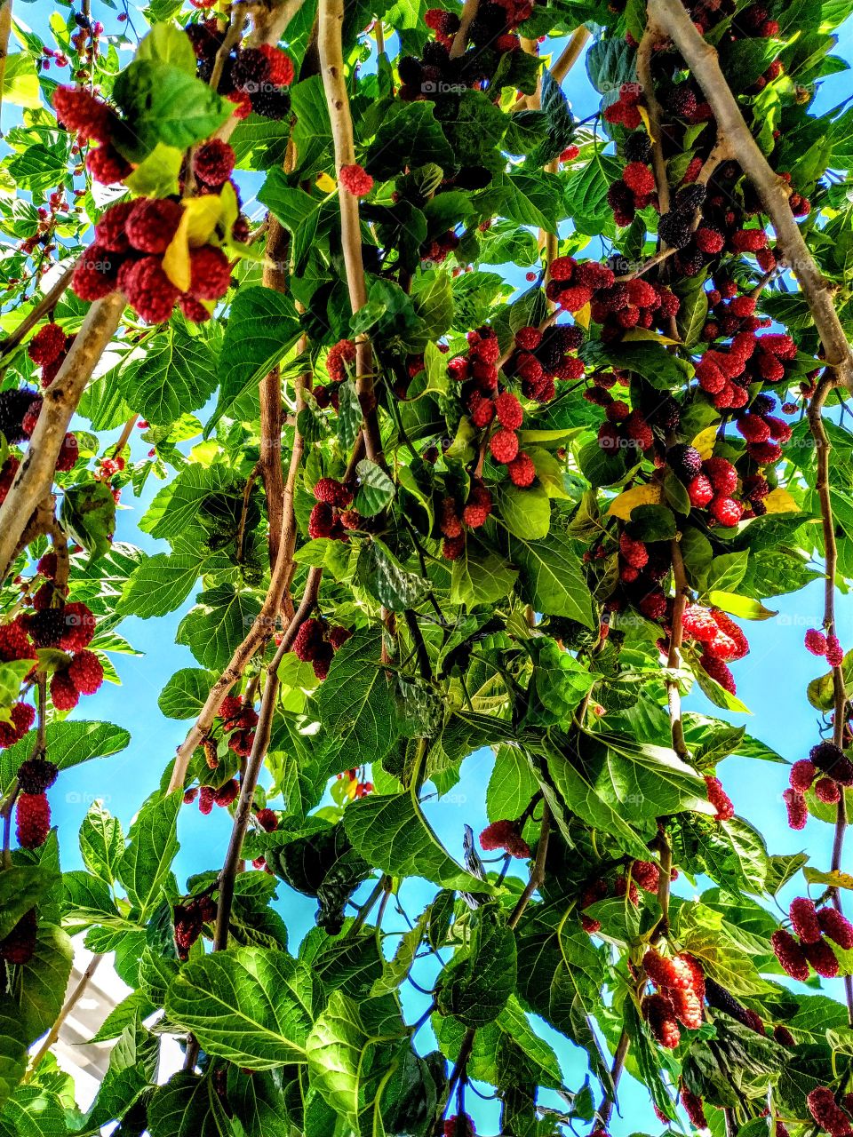 do you want to black mulberry?