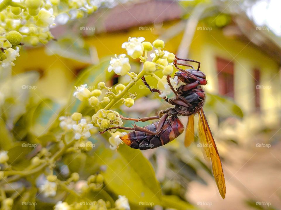 Bees are a large group of insects known for their life although not all bees are like that. All bees belong to the tribe or family Apoidae.