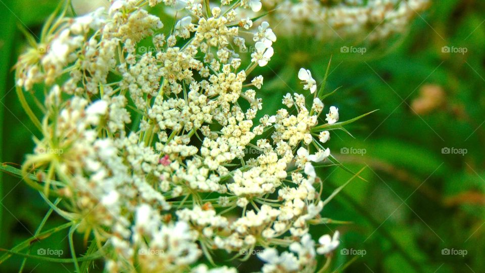 Another closeup of a wild weed on the side of a trail at a Virginia State Park.