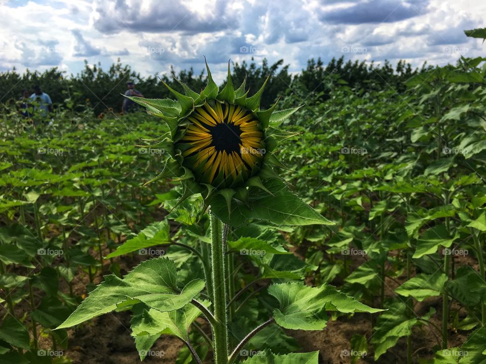 Sunflower is getting ready to open up to the world for the first time! 