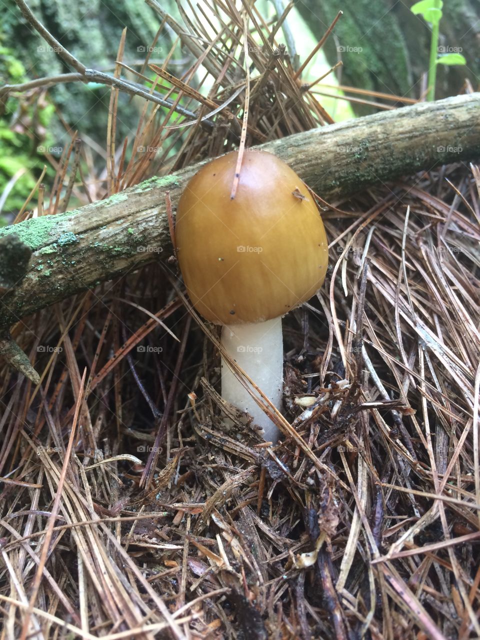 Mushroom 
