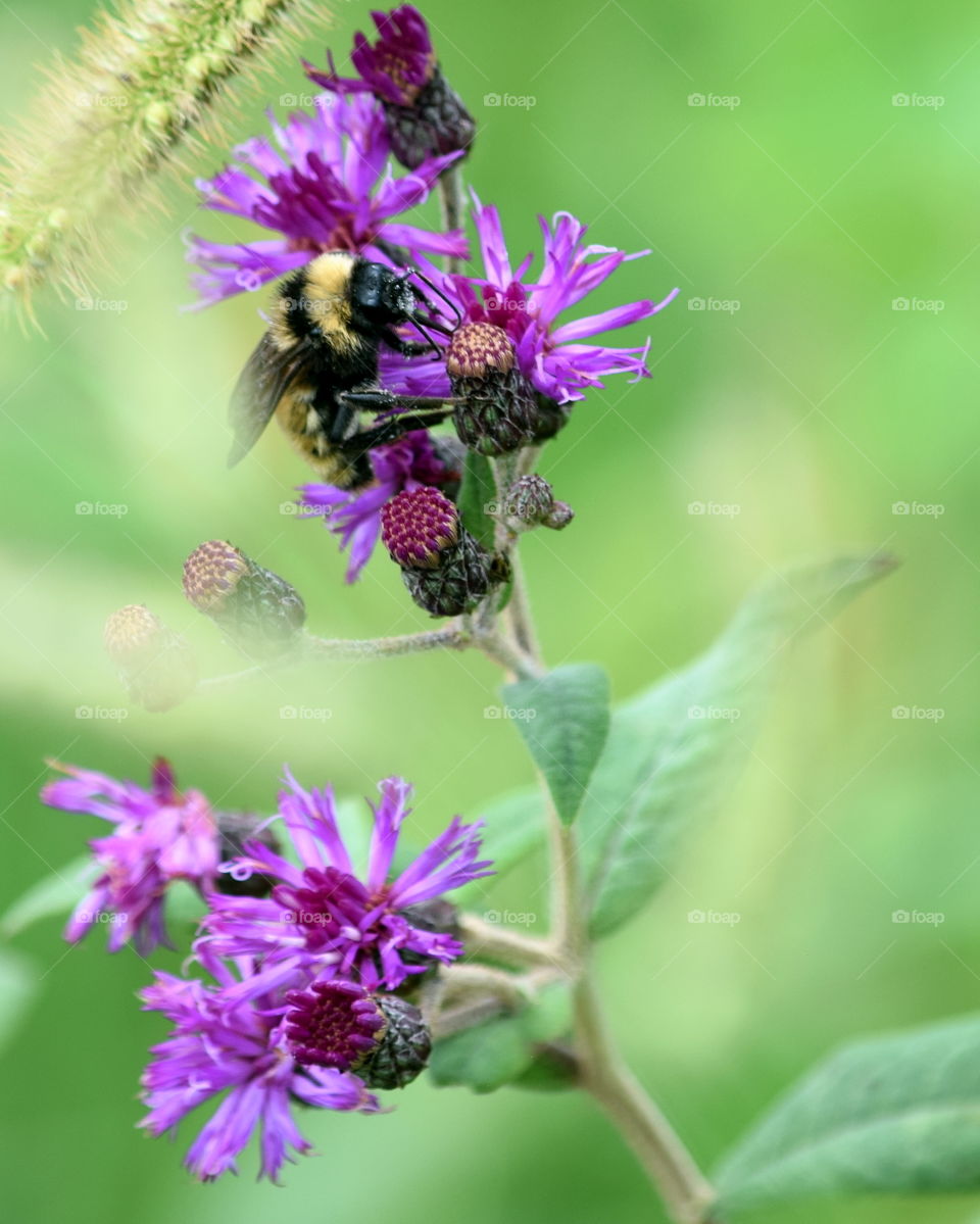 Wild Flowers & Bumble Bee