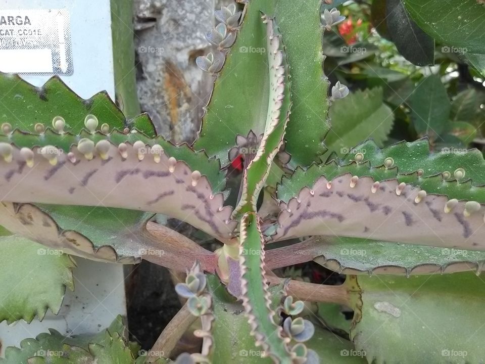 Cactus, Spine, Succulent, Nature, Aloe