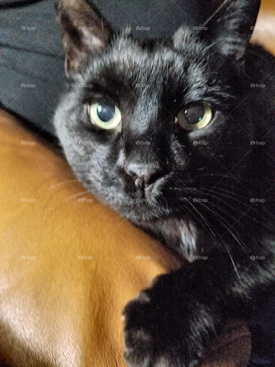 Black cat closeup on leather chair, green eyes.