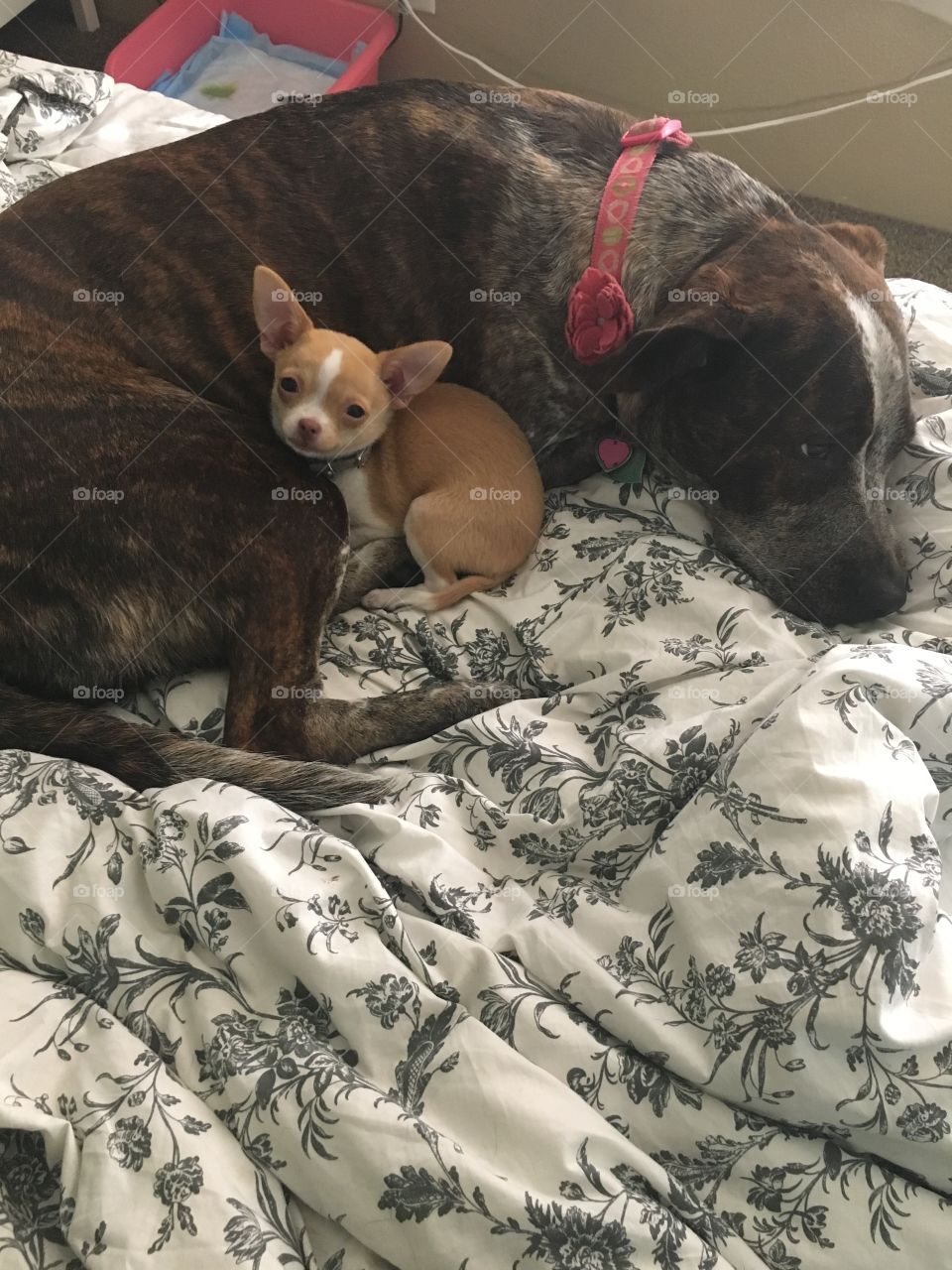 Cuddle bug puppies