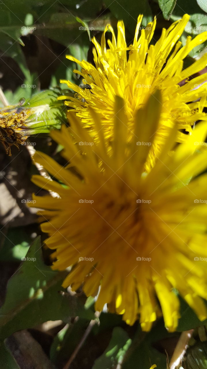 dandelion