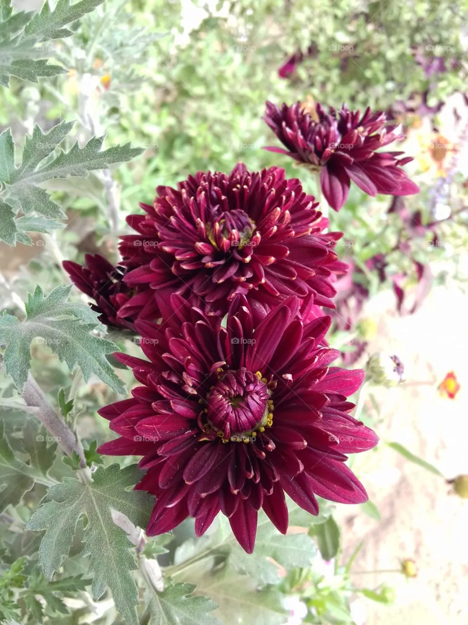 The botanical name of Shevanti is Chrysanthemum multiform. These are herbaceous perennial flowering plants, the flowers of which are also referred to as chrysanthemums, mums, or chrysanths & considered the second most beautiful in the world after