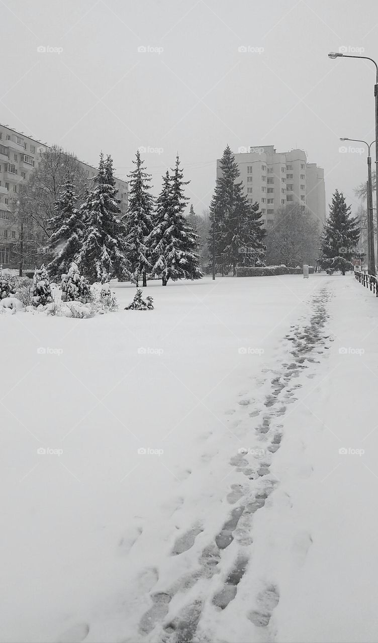 beautiful trees street view winter time