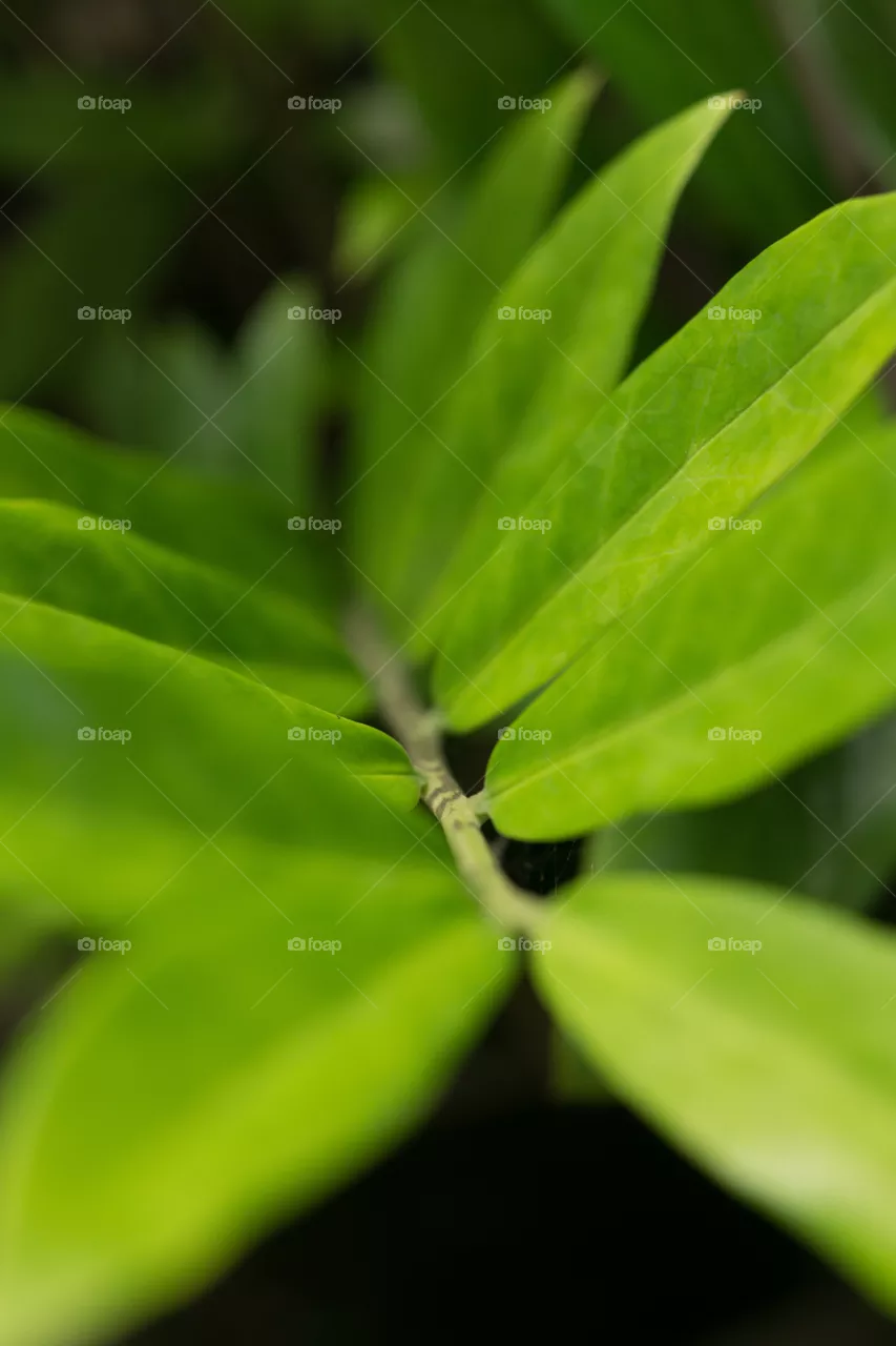 fresh leaf