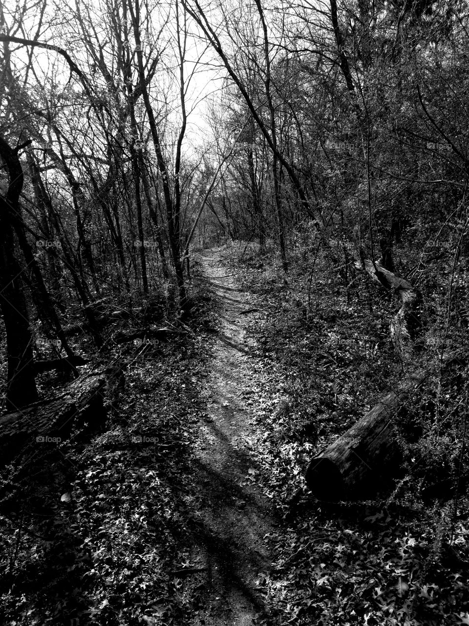 Dark hiking path