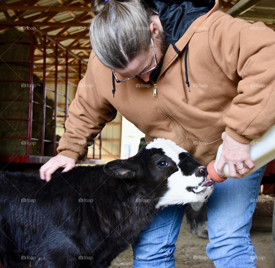 Bottle fed calf