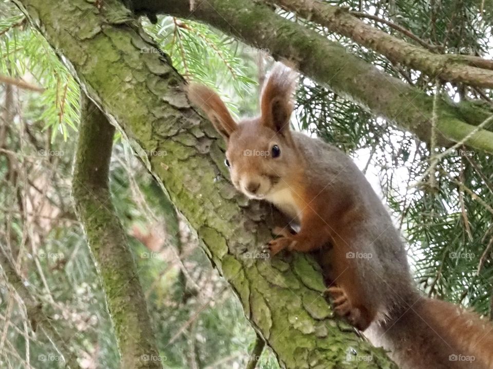 Squirrel