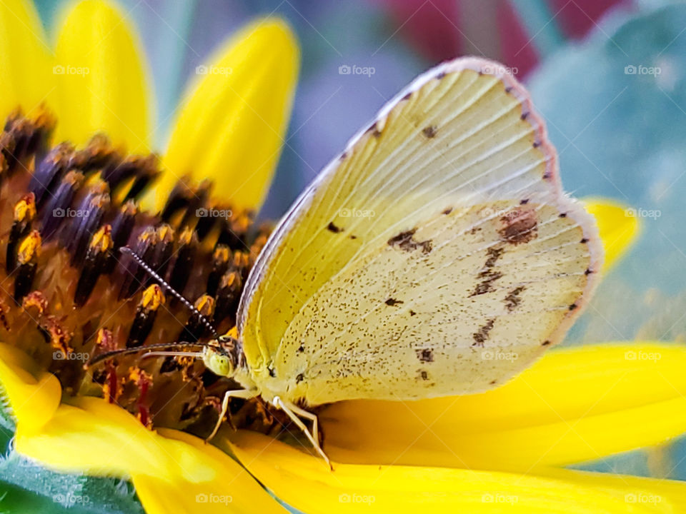 Closeup of a little yellow butterfly on a common North American wild sunflower.