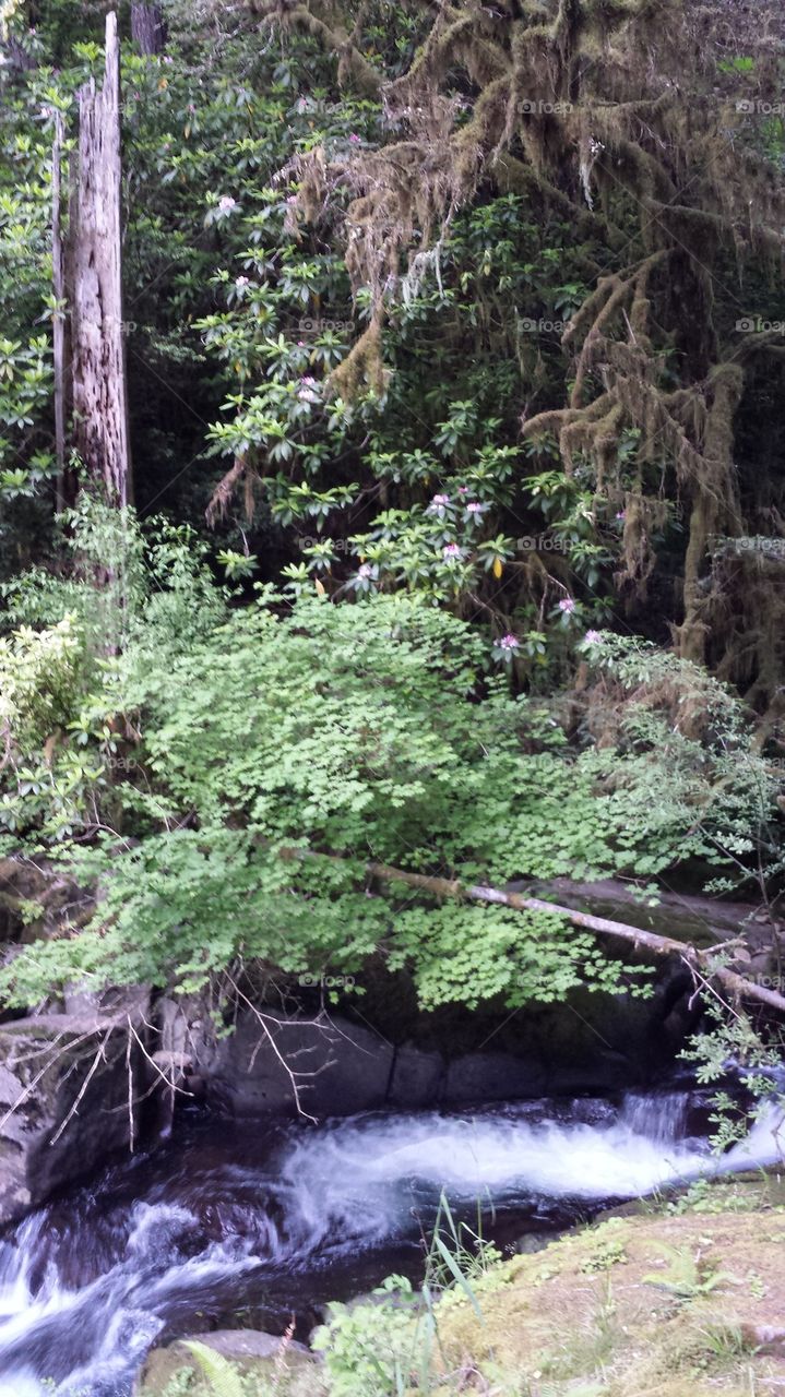 Sweet Creek Oregon Rainforest